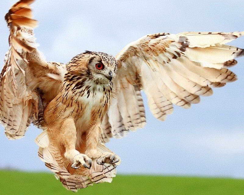 owl with wings spread
08522 OWL WINGS SPREAD POSTER PHOTO PRINT | eBay owl with wings spread
08522 OWL WINGS SPREAD POSTER PHOTO PRINT | eBay