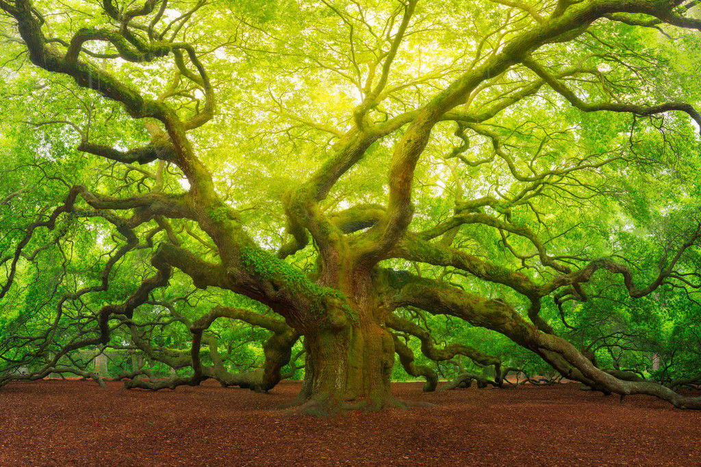 100938 Angel Oak Tree Canopy Charleston South Carolina WALL PRINT POSTER FR