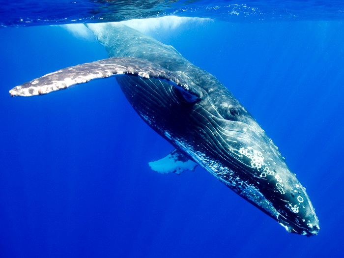 D7937 Whale Underwater Sea Nature Animals Gigantic Print POSTER