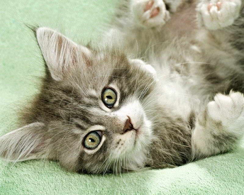 06725 TABBY CAT KITTEN PHOTO Wall Print POSTER AU 06725 TABBY CAT KITTEN PHOTO Wall Print POSTER AU