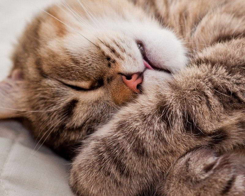 08485 FUNNY CATS PHOTO Wall Print POSTER CA 08485 FUNNY CATS PHOTO Wall Print POSTER CA