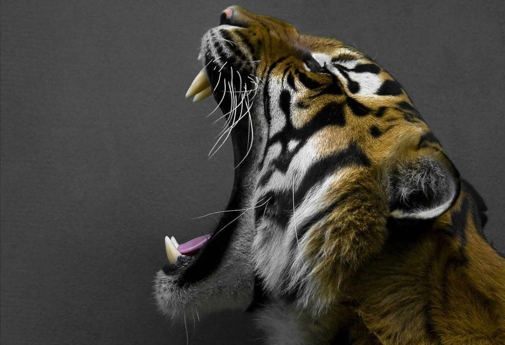 11914 Angry Tiger Shout Africa Wild Animals Animals Animals Poster AFFICHE 81e207 11914 Angry Tiger Shout Africa Wild Animals Animals Animals Poster AFFICHE 81e207