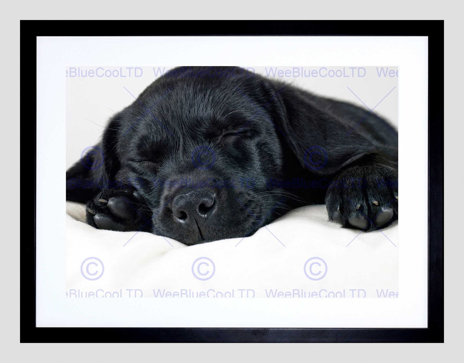 Details About 85859 Labrador Retriever Black Puppy Frame Decor Wall Print Poster Us
