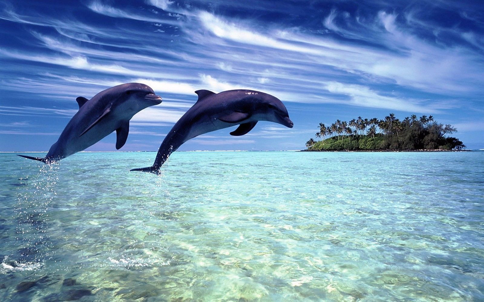 127484 Dolphins Decor WALL PRINT POSTER AU 127484 Dolphins Decor WALL PRINT POSTER AU