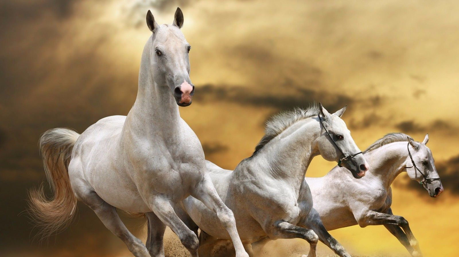 127522 Three Horses Decor WALL PRINT POSTER AU 127522 Three Horses Decor WALL PRINT POSTER AU