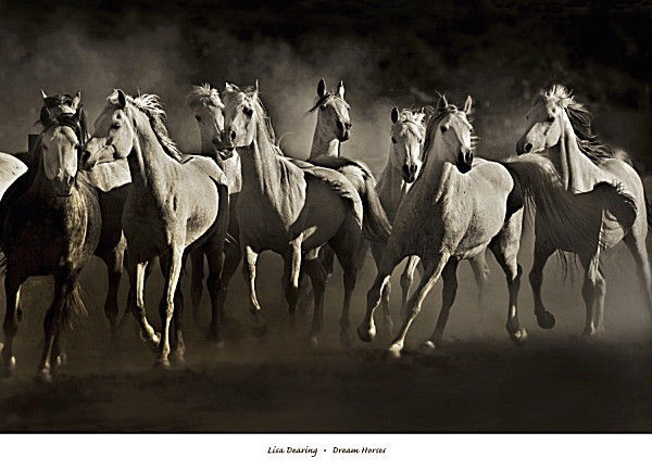 176946 Cavallo Cavalli da sogno by Lisa dearing Western cowbo parete Stampa Poster UK 176946 Cavallo Cavalli da sogno by Lisa dearing Western cowbo parete Stampa Poster UK