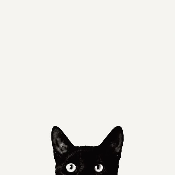 179629 Curiosity Jon Bertelli Animals Cute Cat Decor Wand Drucken POSTER FR 179629 Curiosity Jon Bertelli Animals Cute Cat Decor Wand Drucken POSTER FR