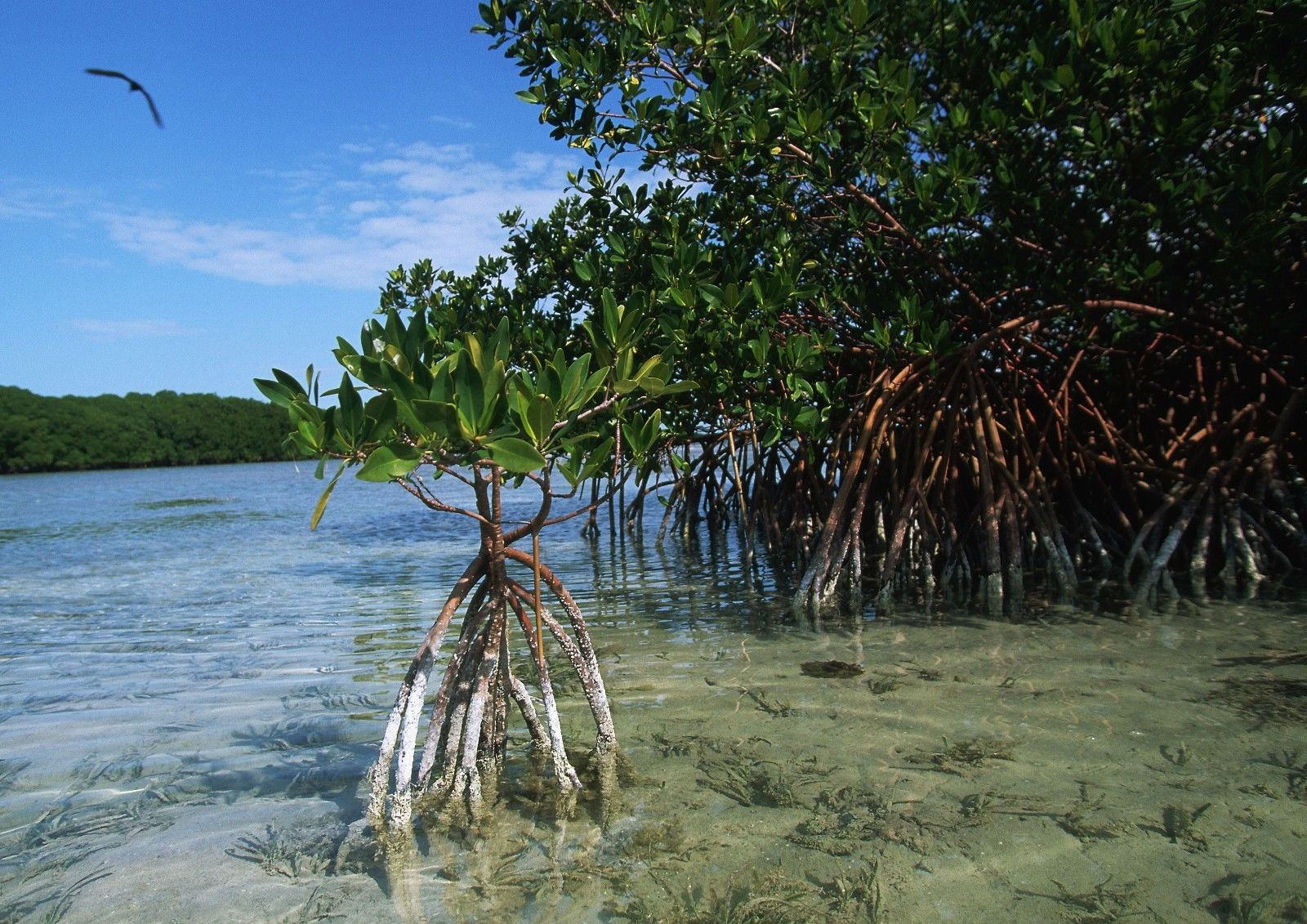 185805 Mangroves Growing in Swamp Decor WALL PRINT POSTER AU 185805 Mangroves Growing in Swamp Decor WALL PRINT POSTER AU
