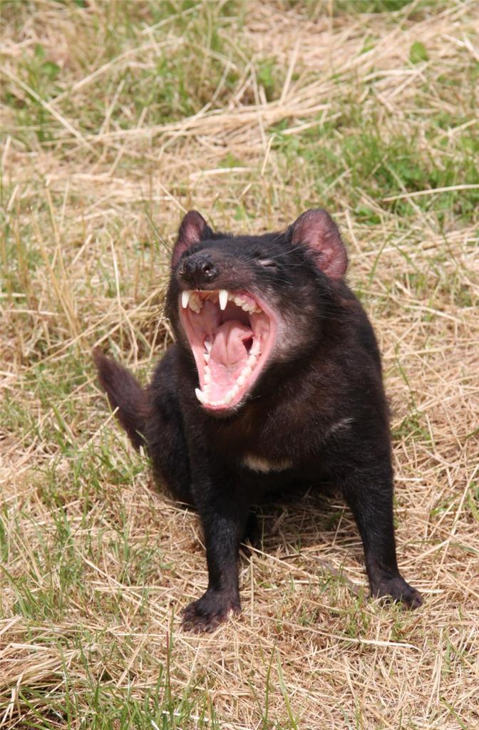 186684 TASMANIAN DEVIL TAZ CARNIVORE MARSUPIAL SCREAM Wall Print Poster