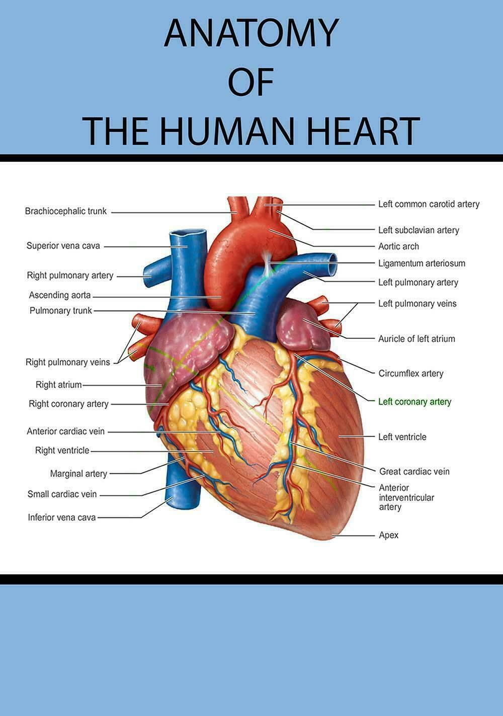 246493 EDUCATIONAL ANATOMY The Human Heart College University POSTER ...