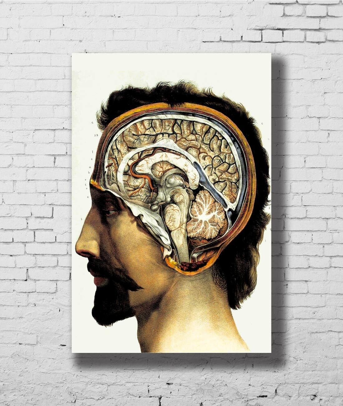 367779 VINTAGE 1800'S Medical Human Brain Surgical Anatomy Art Poster £